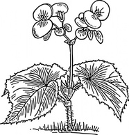 Begonia clip art