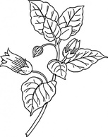 Belladonna clip art Preview