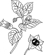 Belladonna clip art Preview