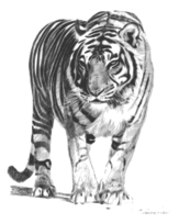 Animals - Bengal Tiger 