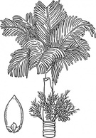 Nature - Betel clip art 