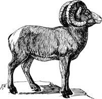 Animals - Bighorn clip art 