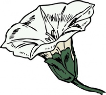 Bindweed clip art