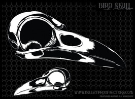 Bird Skull