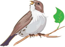 Animals - Bird Vector 1 