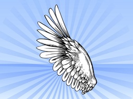 Animals - Bird Wing Vector 