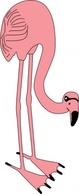 Birds Bird Color Flamingo Animal Preview