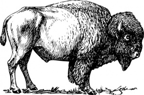 Animals - Bison clip art 