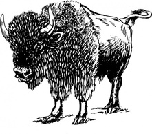 Bison clip art Preview