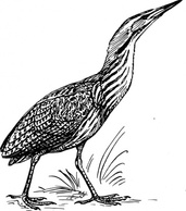 Animals - Bittern Bird clip art 