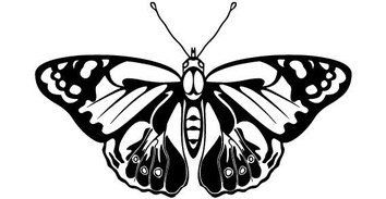 Animals - Black and Whine Butterfly vector 