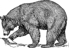 Animals - Black Bear clip art 