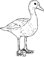 Animals - Black Bellied Wisteling Duck clip art 