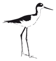 Black-necked Stilt