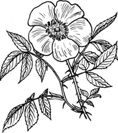 Nature - Black Outline Plants Flower White Flowers Rose Plant Eglantine 