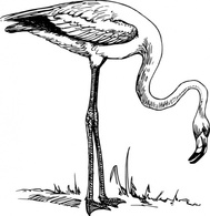 Animals - Black Outline White Birds Bird Flamingo Animal 