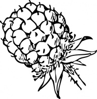 Blackberry clip art 