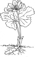 Nature - Bloodroot clip art 