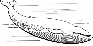 Blue Whale clip art 