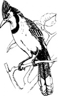 Bluejay clip art