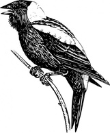 Bobolink clip art