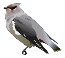 Bohemian waxwing