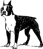 Animals - Boston Terrier clip art 