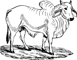 Brahma Bull clip art