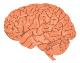 Human - Brain 