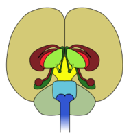 Business - Brain Front View 