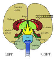 Business - Brain Front View 