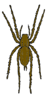 Animals - Brown Spider 