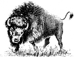 Animals - Buffalo clip art 