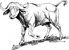 Animals - Buffalo clip art 