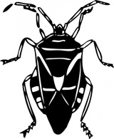 Animals - Bug clip art 