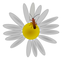 Cartoon - Bug on A Flower 