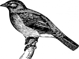 Bulbul clip art