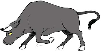 Bull Vector 13