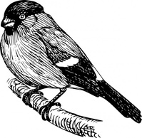 Bullfinch clip art Preview