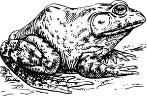 Bullfrog clip art Preview