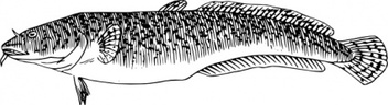 Animals - Burbot Fish clip art 