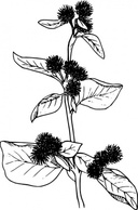 Flowers & Trees - Burdock Flowers Lineart clip art 