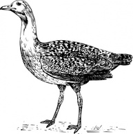 Bustard clip art