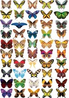 Animals - Butterflies Vector 1 