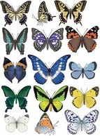 Animals - Butterflies Vector 3 