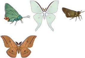 Animals - Butterflies Vector 4 