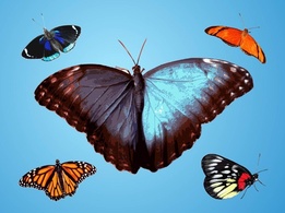 Animals - Butterflies Vector 