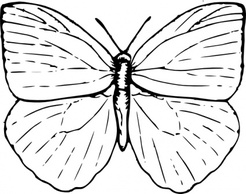 Animals - Butterfly clip art 