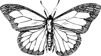 Animals - Butterfly clip art 