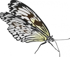 Nature - Butterfly clip art 